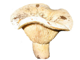 грибы5