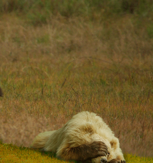 tapirgifkizhivnost1078154_yapfiles.ru