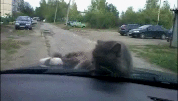 1392661796_1819093258