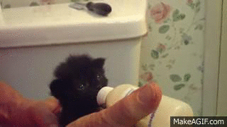 гиф-котёнок-живность-ушки-1088924