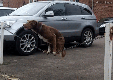 balancing dog