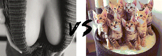 гифки-котэ-живность-сиськи-974228