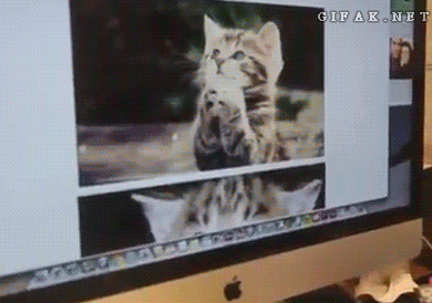 котейка-живность-монитор-гифка-956200