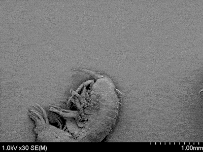 0_f10f1_8c694393_orig