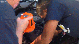 гифки-котэ-живность-1106804