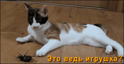 котэ-живность-песочница-1108578