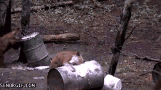 funnygifsbearsplaywithcakeicing_yapfiles.ru