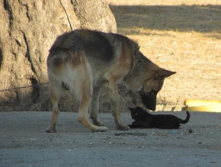 дерзкий греческий котенок 2