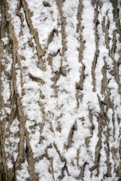 depositphotos_4034961-Bark-covered-in-snow