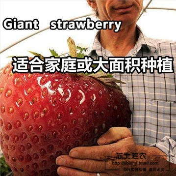 Accessplatforms-strawberry-giant-strawberry-seeds-sweet-four-seasons-150-pcs-seeds