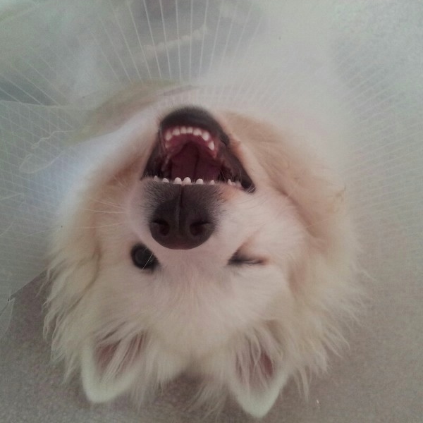 111293814_70a080fd21a6cb43e59cee2536ed1090_98509