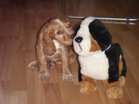 Изображение_310