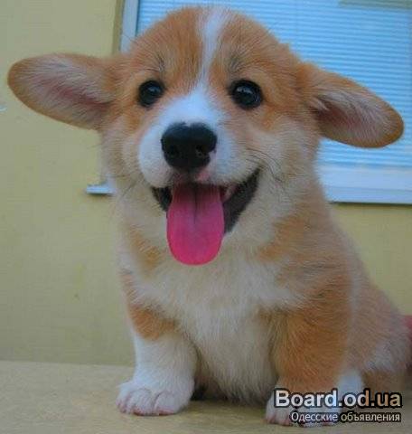 Собака вельш корги пемброк