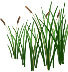 камыш 5