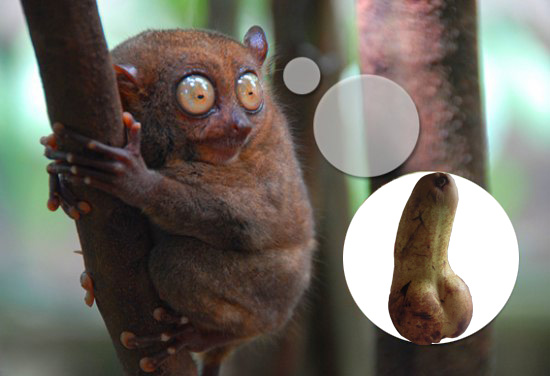 Глазюка и груша