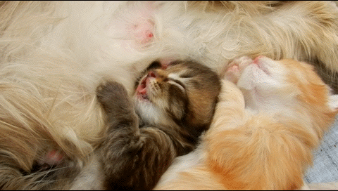 0_b2188_72944bc3_orig