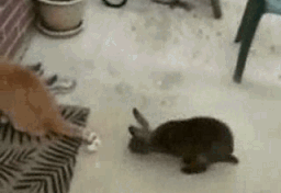 кот