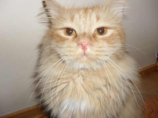 персик пьян