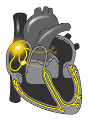 сердце