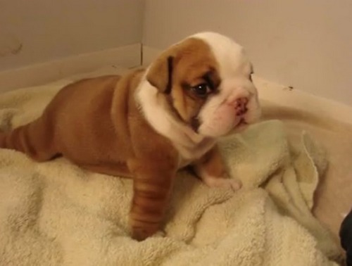 Za_snom_malenkogo_beldoga_sposterigayut