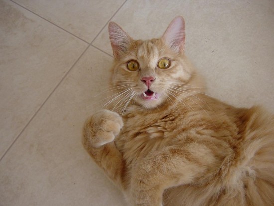 63xw8o55ze3l0g69hrdwembnnzzq6nam_2