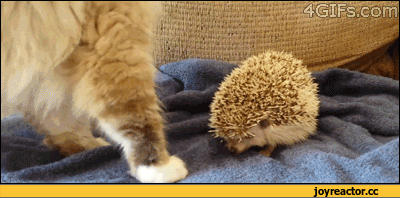 -котэ-живность-ежик-1265717