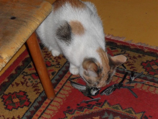 Изображение 001