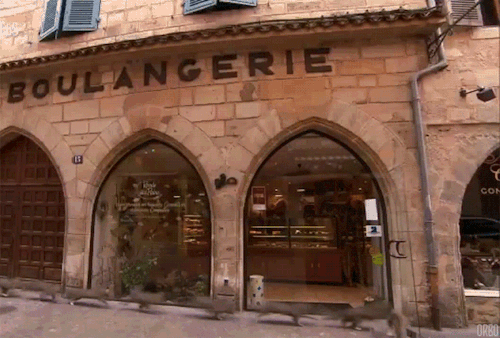 -коты-живность-1279909