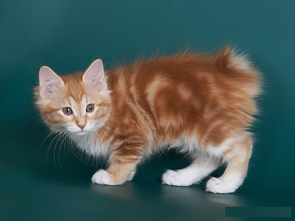 IMG_4528_small копия