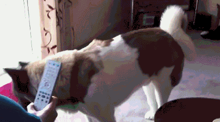 gif-собака-живность-медведь-1286012