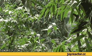 -слон-живность-невозмутимость-1326585