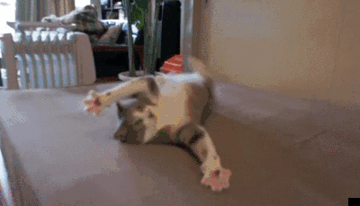 -живность-гифки-1331349