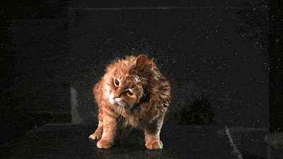 Cat shaking off water in slow motion