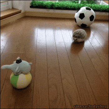 -живность-гифки-1342955