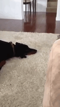 -котэ-живность-1348677