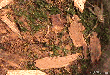 -паук-ловушка-песочница-682211