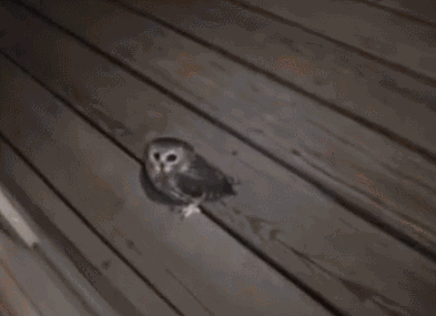 -Сова-живность-печенька-1369228