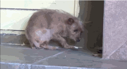 Спасение собакена.