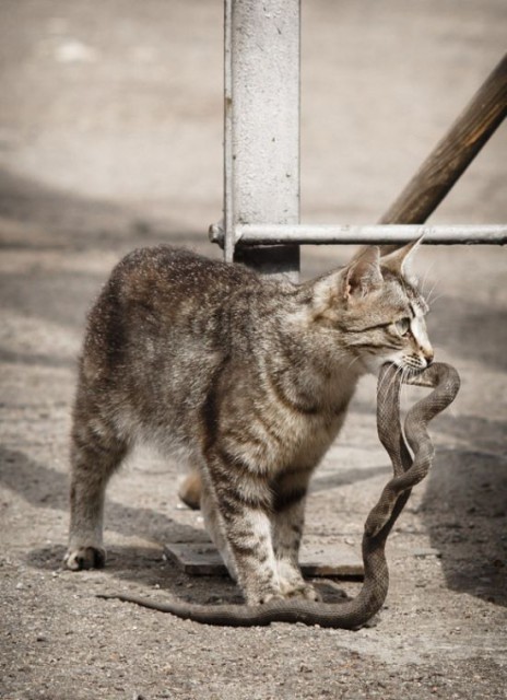 0_5989d_30621fd1_orig