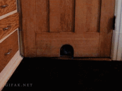 anigif_enhanced-10955-1404932971-4