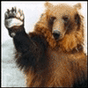 bear
