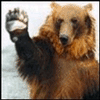 beear_2