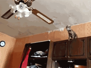gifs_13
