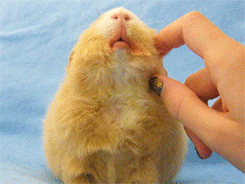 -морская-свинка-живность-мимими-1403315