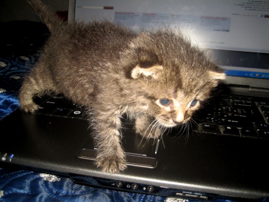 Мусе месяц 017