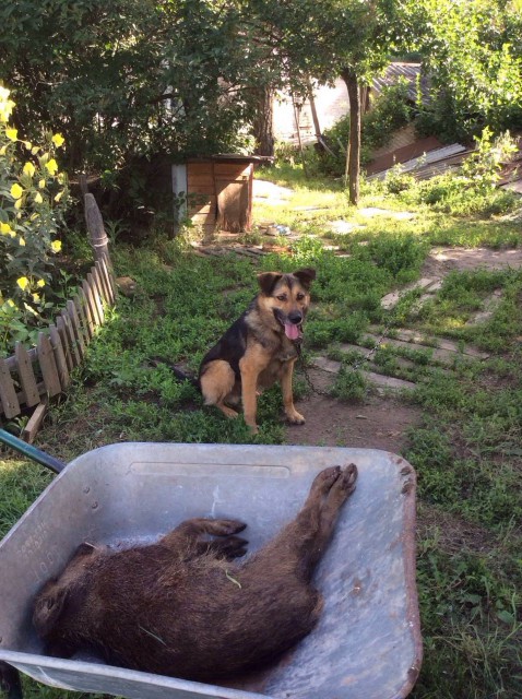 "Браконьер"