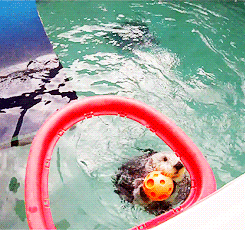 tumblr_mlh2qkoaoF1rgr4l6o2_r1_250