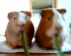 cute-animal-pictures-guinea-pigs-chewing-grass-animated-gif
