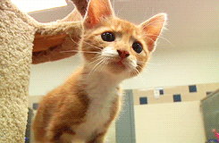 я последний раз проглядываю код перед коммитом в общу