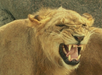 information_items_186837